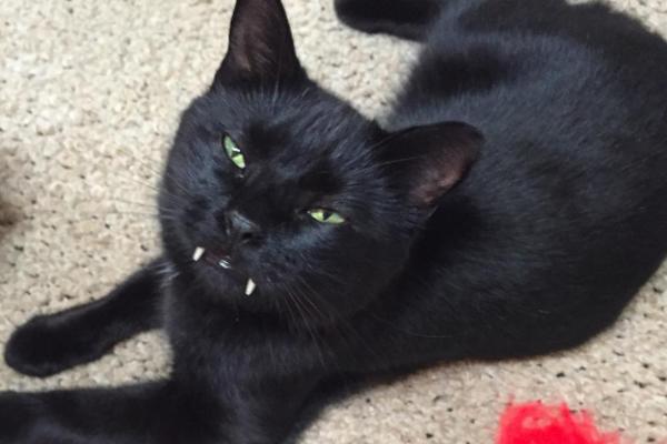 Mislili ste da vampiri ne postoje? Prevarili ste se! Upoznajte mačka sa vampirskim zubima (FOTO)