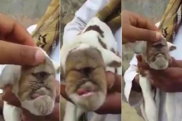 Koza kiklop: Ovo jare je rođeno sa okom na čelu, ali to nije jedino strašno! (VIDEO)