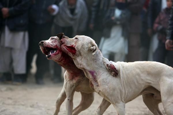 Policija upala u kuću u Staroj Pazovi, a tamo... Borbe pasa, ljudi urlaju i navijaju! Epilog: 4 uhapšenih!