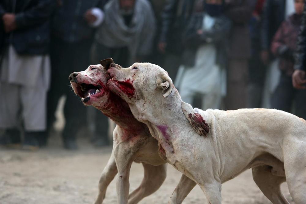Policija upala u kuću u Staroj Pazovi, a tamo... Borbe pasa, ljudi urlaju i navijaju! Epilog: 4 uhapšenih!