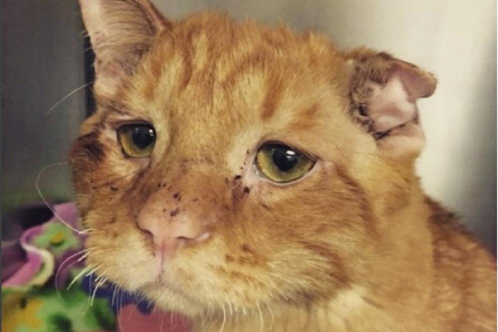 DEDA IZ BOGATIĆA PRIJAVIO KOMŠIJU ZBOG NJEGOVOG MUDROG MAČKA: Razlog je bizaran, nasmejaće vas do suza!