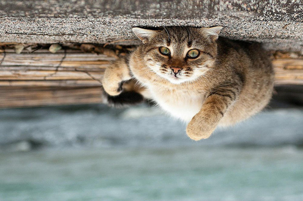 MAČIJA SIDA NA BALKANU: Bolest hara Sarajevom, a izlečenja nema!