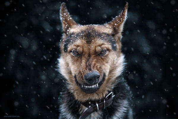 PREDATOR: Pas terminator kolje  po dvorištima u SRBIJI! A njegov vlasnik... (FOTO)