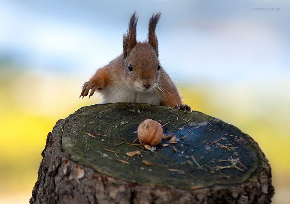 Sergej Poljuško, Veverica