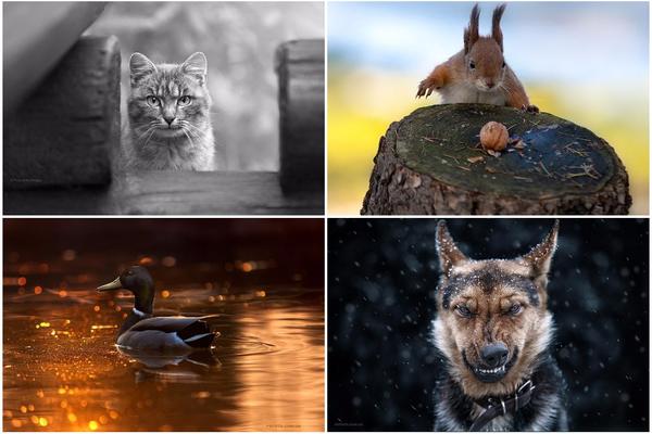 20 MAGIČNIH ŽIVOTINJSKIH portreta! KIDAJU koliko su dobri! (FOTO)