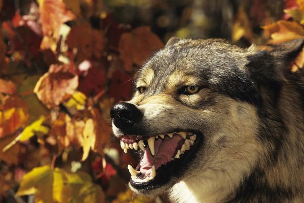 POČELI SU VUČIJI DANI: Pridržavajte se ovih običaja da vas ne snađe NESREĆA! (FOTO)