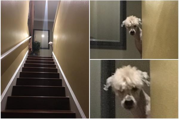 Ošišali su PSA, a on se sad pretvorio u...umrećete od smeha! (FOTO)