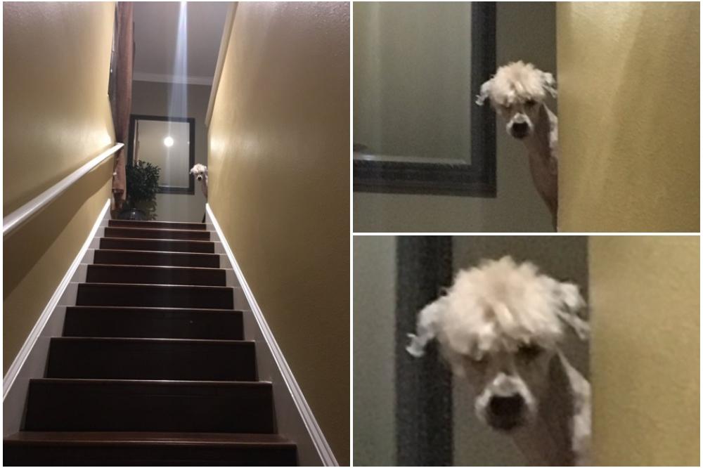 Ošišali su PSA, a on se sad pretvorio u...umrećete od smeha! (FOTO)