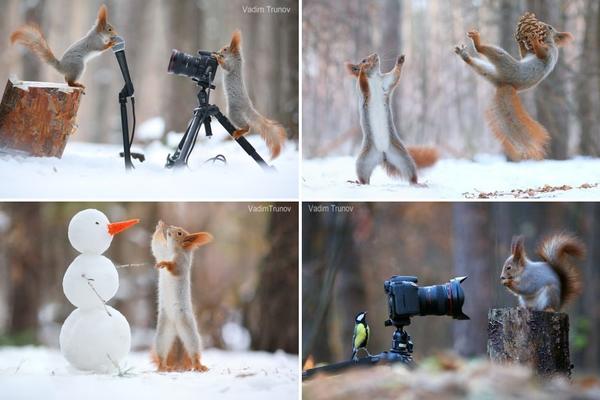 16 NESTVARNIH fotki veverica: Do kraja teksta ćete poželeti da NABAVITE I SEBI JEDNU! (FOTO)