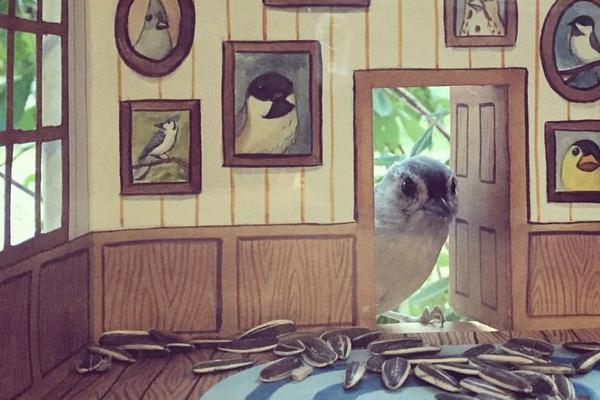 Njoj su PTICE DRUGARICE, pa im pravi gajbice! Ovo će vam ulepšati dan i vratiti osmeh na lice! (FOTO) (VIDEO)