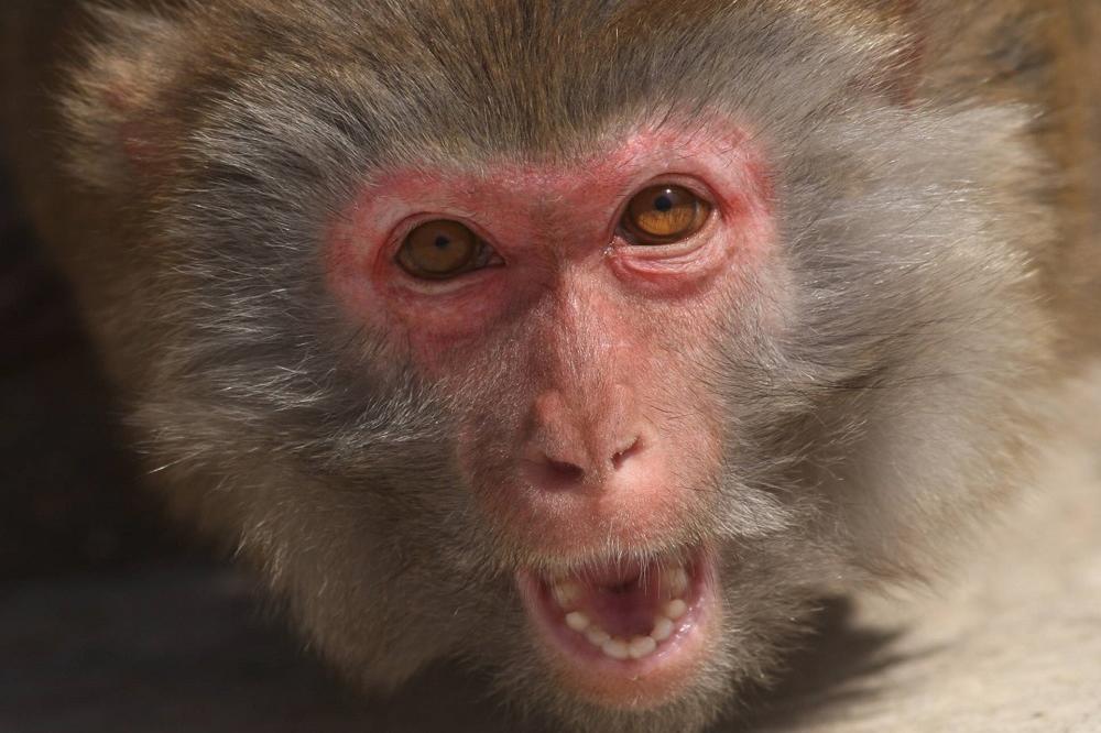 TRAGEDIJA U INDIJI: Majmuni UBILI bebu!