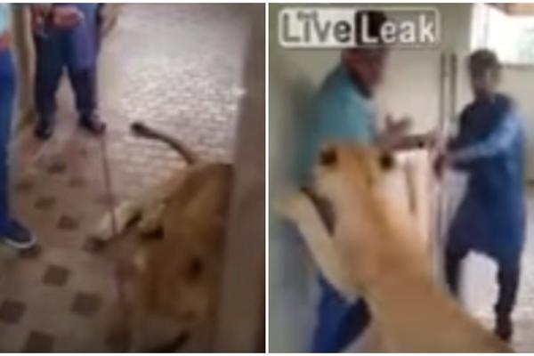 Dobra, draga cica maca...Hteo je da pomazi lavicu, a sad mu to više nikada neće pasti na pamet!(VIDEO)