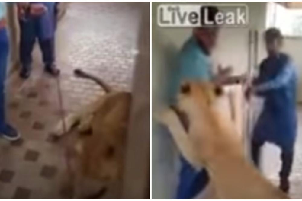 Dobra, draga cica maca...Hteo je da pomazi lavicu, a sad mu to više nikada neće pasti na pamet!(VIDEO)