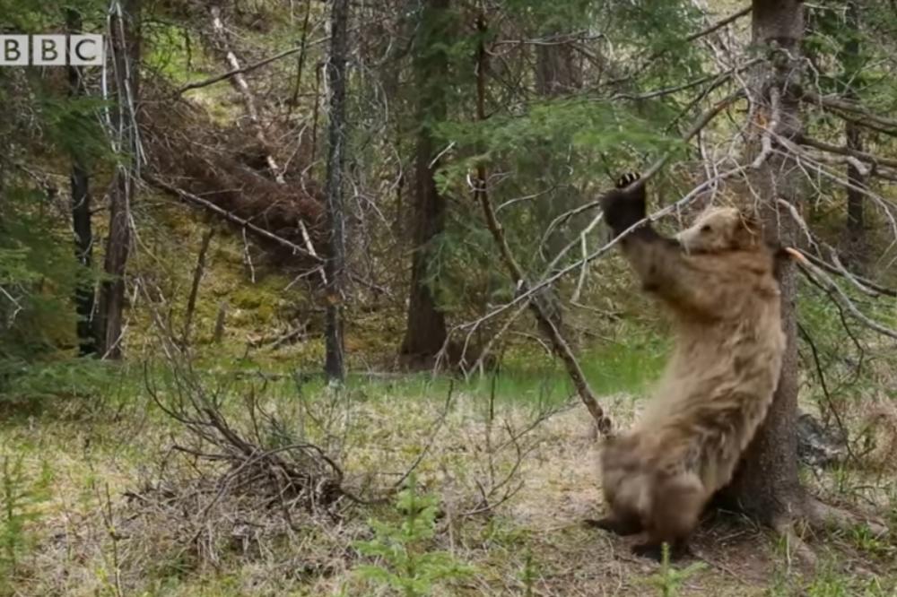 KO KAŽE DA SU OPASNI: IGRA MEDA, kada niko ne gleda! (VIDEO)