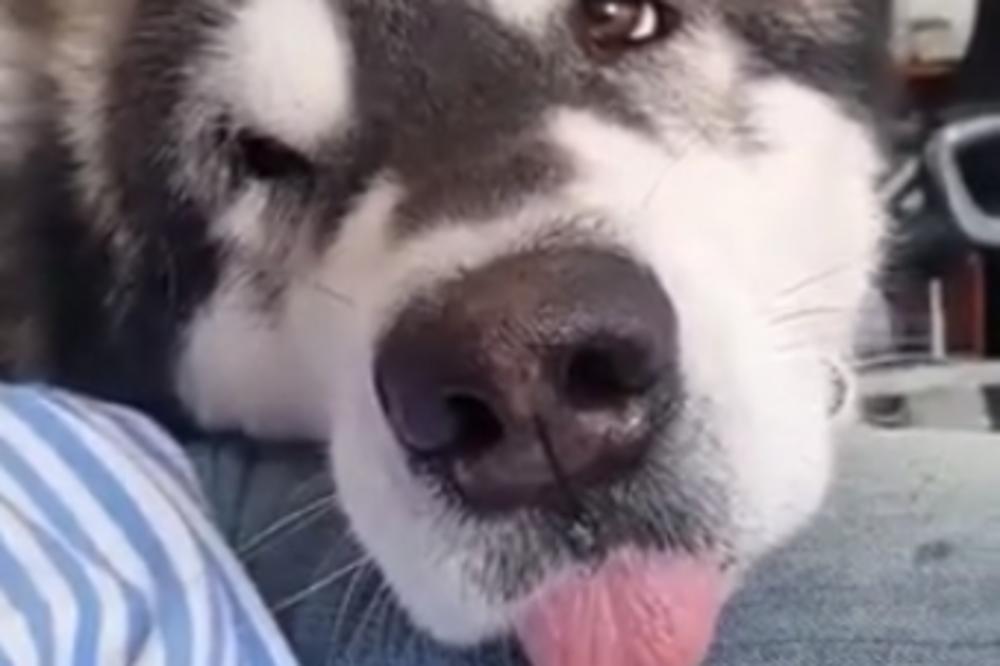 SVIMA SE PLAZI: Bleeee! Slatki haski ima mnogo smešnu naviku (VIDEO)