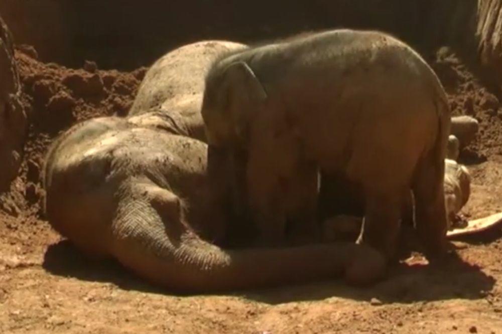 Mamice, PROBUDI SE! Slonče pokušava da SPASE MAMU i izvuče je iz 6 METARA DUBOKE PROVALIJE! (VIDEO)