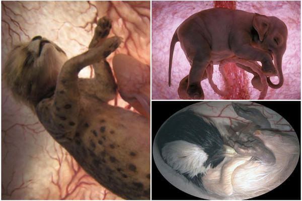 Kuca, meda, slonče... ali u maminom stomaku! Spektakularni snimci fetusa životinja! (VIDEO)