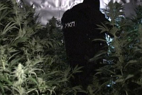 Zaplenjeno pola kilograma marihuane u Beogradu!