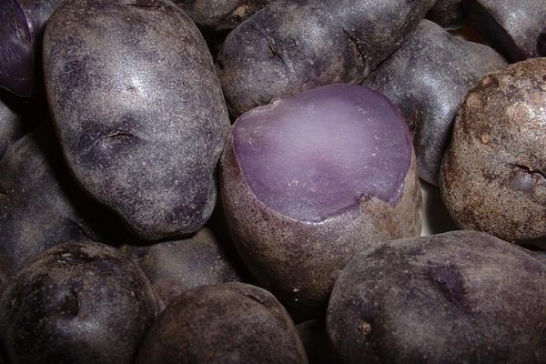 Obožavaćete ga. Potpuno nova i drugačija vrsta krompir zaludela Srbiju (FOTO)