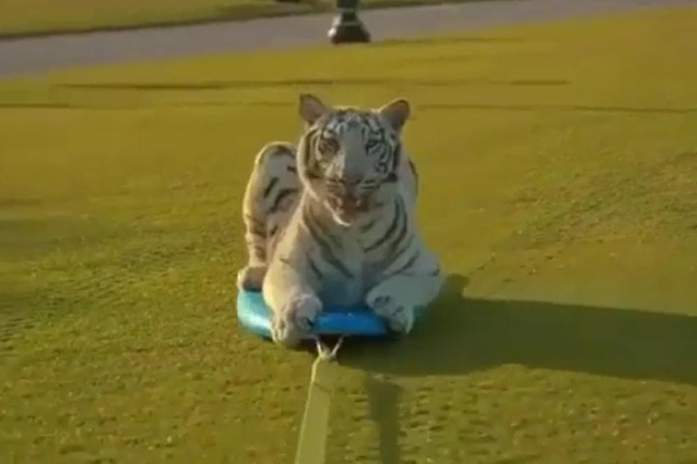 TIGARBORD: Koliko ova divlja mačketina obožava da se vozi! (VIDEO)