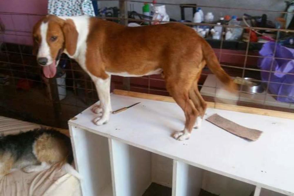 STRAVA I UŽAS u Kraljevu: Držao u kavezima lisice i jazavce da bi psi VEŽBALI UBIJANJE! (UZNEMIRUJUĆE FOTOGRAFIJE)