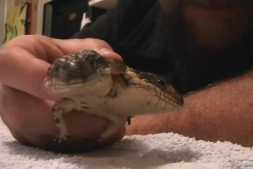 STVORENJE IZ PAKLA: A ipak je nekako slatko! (VIDEO)