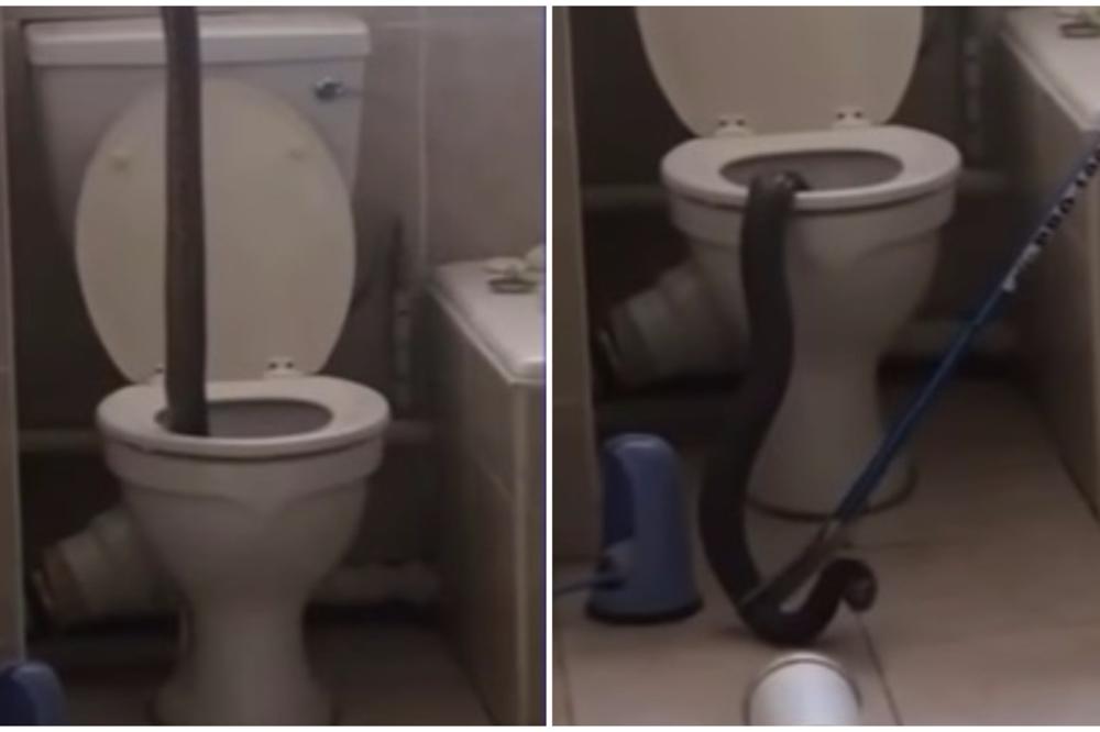 Posle ovog snimka nećete smeti da odete u toalet: Čovek izvukao kobru iz wc šolje! (VIDEO)