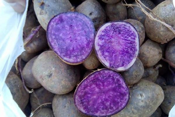 ZAMISLITE LJUBIČASTI ILI ROZE POMFRIT? Nova vrsta krompira osvaja Srbiju! (FOTO)