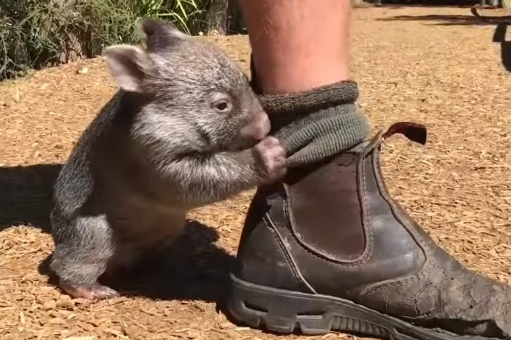 KRALJ DŽORDŽ: Mali vombat, GOSPODAR velikog parka! (VIDEO)