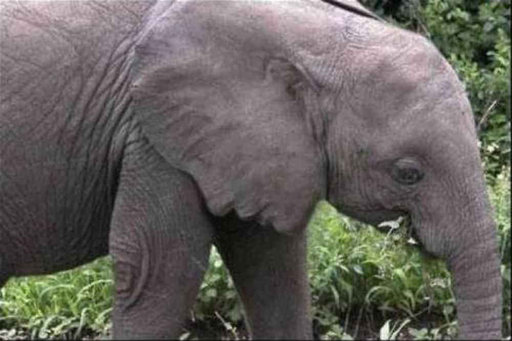 PRELAKO, ALI DA LI JE ZAPRAVO? Ceo svet pokušava sa otkrije koliko ovaj slon ima nogu! Svi greše, da li ćete i vi? (FOTO)