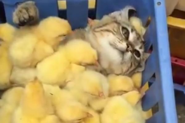 MAMA MACA: Pilići obožavaju da se maze s njom! (VIDEO)