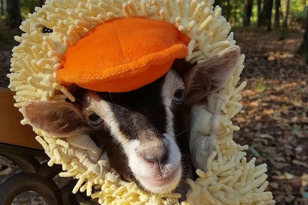 NJU SAMO PATKA MOŽE DA SMIRI: Ovo je najnervoznija koza koju smo ikad videli! (FOTO) (VIDEO)