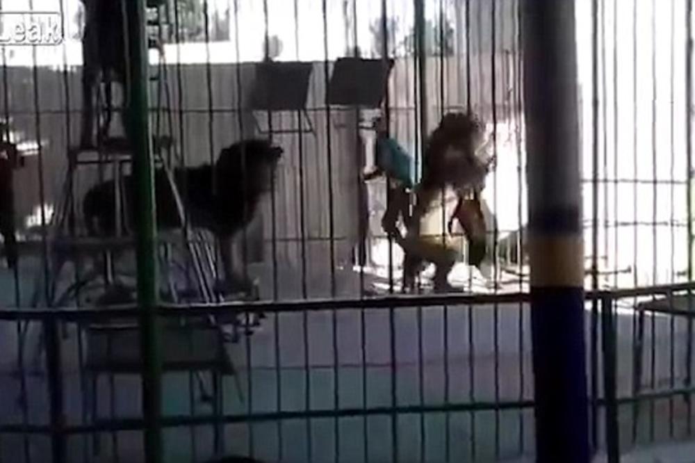 HOROR u Egiptu: Lav UBIO KROTITELJA usred cirkuske predstave! (FOTO) (VIDEO)