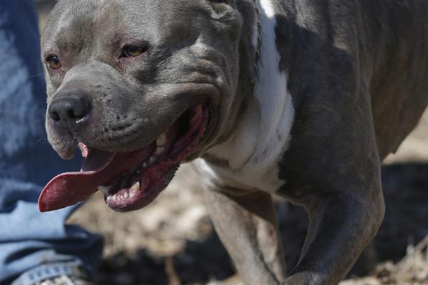 LEŽAO SA NJIMA U KREVETU, PA IZNENADA SKOČIO NA NJIH: Pobesneli PIT BUL napao DECU, mališani završili u BOLNICI!