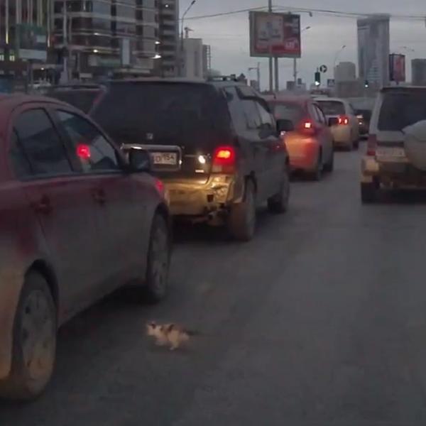 Maco, NEEE! Krenula da pređe ulicu baš kada se upalilo zeleno, samo ČUDO je spasilo! (VIDEO)