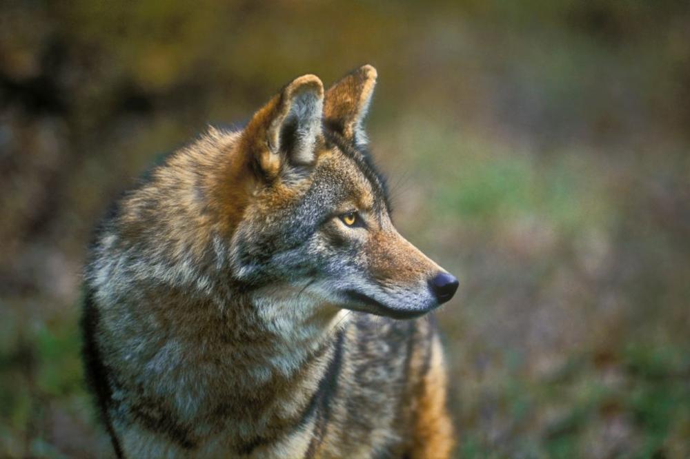 OVO JE NEŠTO NAJSMEŠNIJE ŠTO SE POJAVILO NA INTERNETU: Kako su žena i kojot umalo UBILI ČOVEKA!