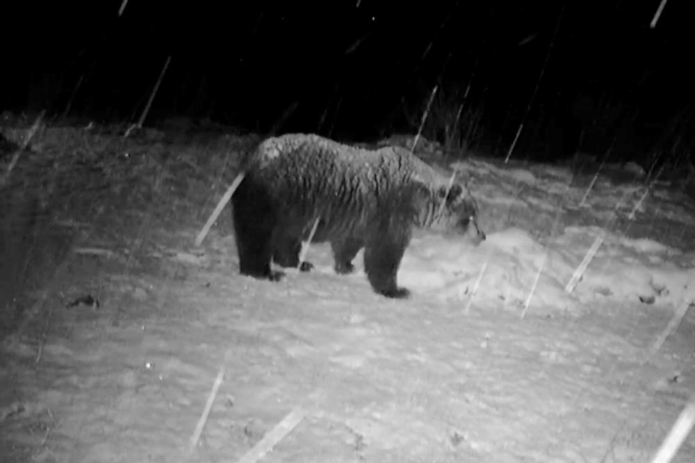 ZIMA JOŠ NIJE POČELA: Snimak medveda sa planine u Srbiji to i dokazuje! (FOTO)