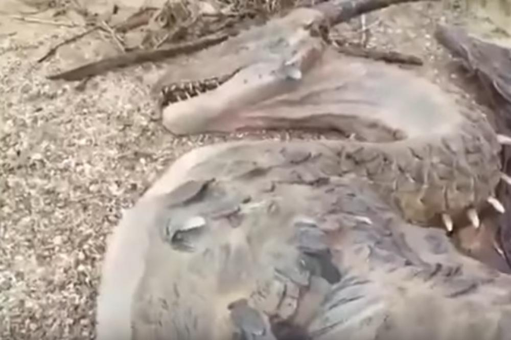 Pronašli MRTVOG ZMAJA! Čudesno otkriće šokiralo je svet! (FOTO) (VIDEO)