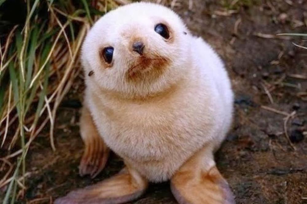 KOJA VAM JE OMILJENA ŽIVOTINJA? Uradite ovaj test i pročitajte mnogo zanimljivosti o sebi!