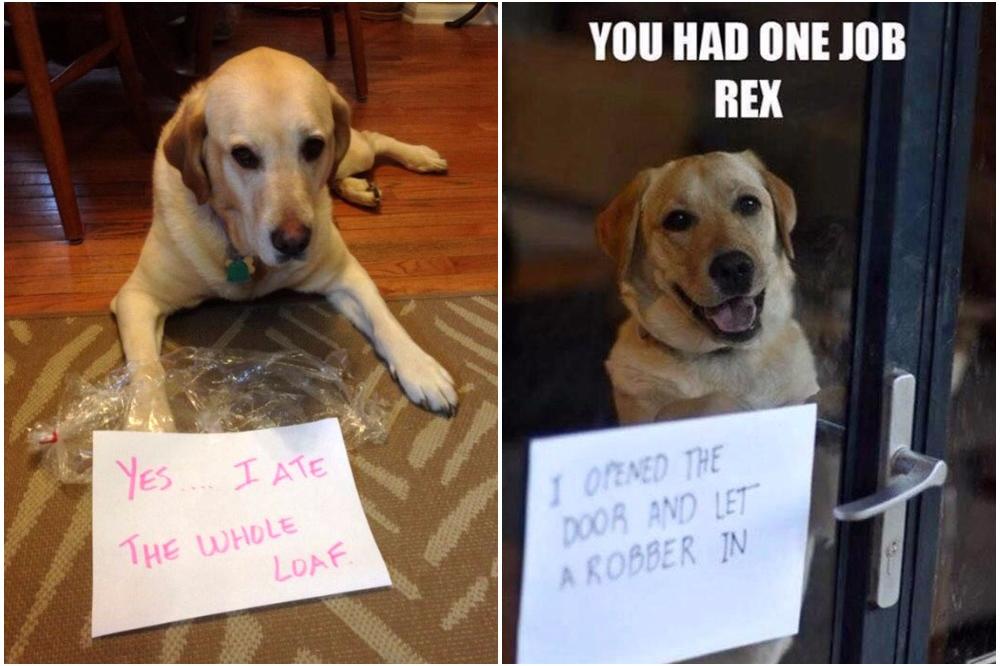 10 SLIKA PASA U PROBLEMU: Oni su definitivno zabrljali, ali im apsolutno NIKO NE MOŽE ODOLETI! (FOTO)