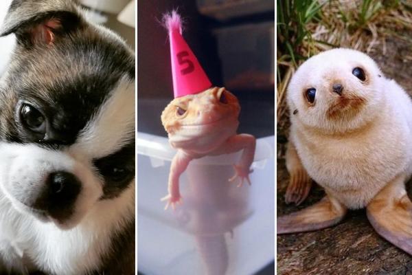 13 fotografija preslatkih životinjica koje će vam ODMAH POPRAVITI RASPOLOŽNJE! (FOTO)