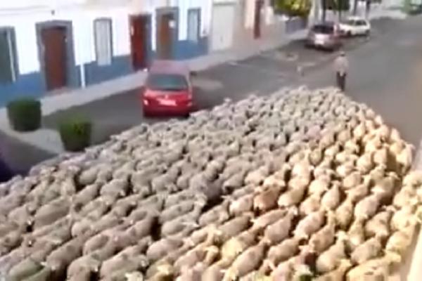 Sledimo vođu! Da li vas stotine ovih ovaca podsećaju na nekoga? (VIDEO)