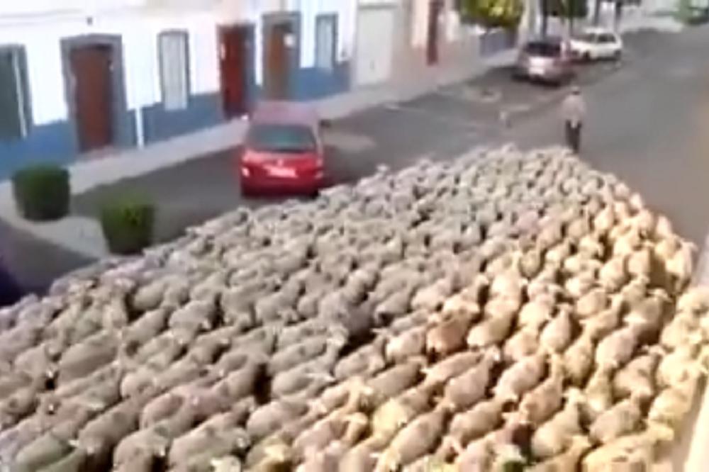 Sledimo vođu! Da li vas stotine ovih ovaca podsećaju na nekoga? (VIDEO)