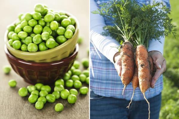 TREBA LI SRPSKI GRAŠAK ODVAJATI OD HRVATSKE ŠARGAREPE? Anketa koja je digla Balkan na noge!