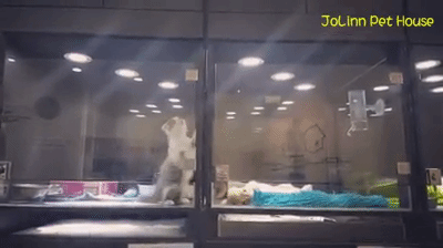 Ova maca će da uradi sve kako bi posetila svog NAJBOLJEG DRUGARA NA SVETU! (VIDEO)