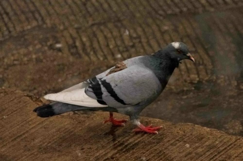 9 puta kada je karma URADILA SVOJ POSAO umesto ljudi (GIF)