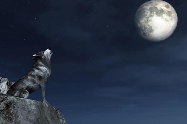 Čiji divlji karakter imate? Šta životinja koja vas privlači govori o vama? (FOTO) (GIF)