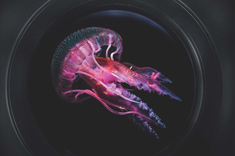 ZAVIRITE U PODVODNI SVET: 20. Međunarodni festival podvodnog filma u Kinoteci