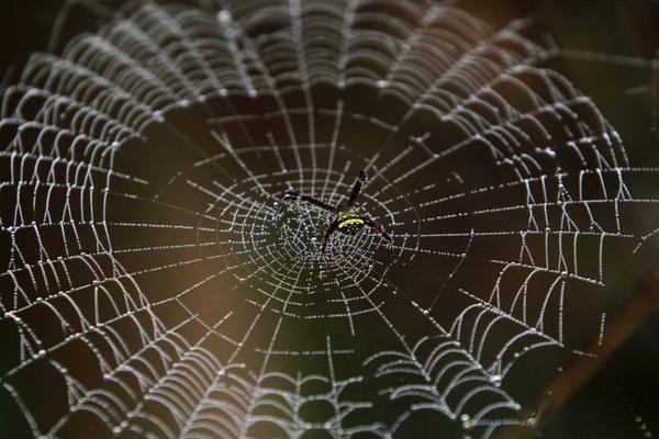 AKO OVOG PAUKA VIDITE U STANU, NIKAKO GA NE UBIJAJTE: Ovo je jako, jako bitno!