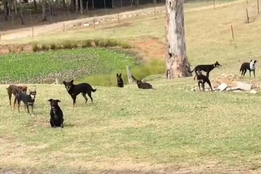 Ono kad psi urade najjači maneken izazov! (VIDEO)
